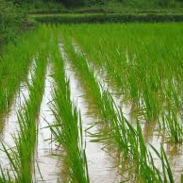 Latest News for September 24th, 2019 Center for Plant Cell Biology